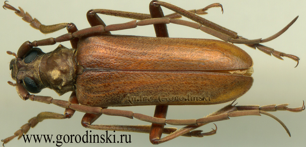 http://www.gorodinski.ru/cerambyx/Apatophysis sinica.jpg